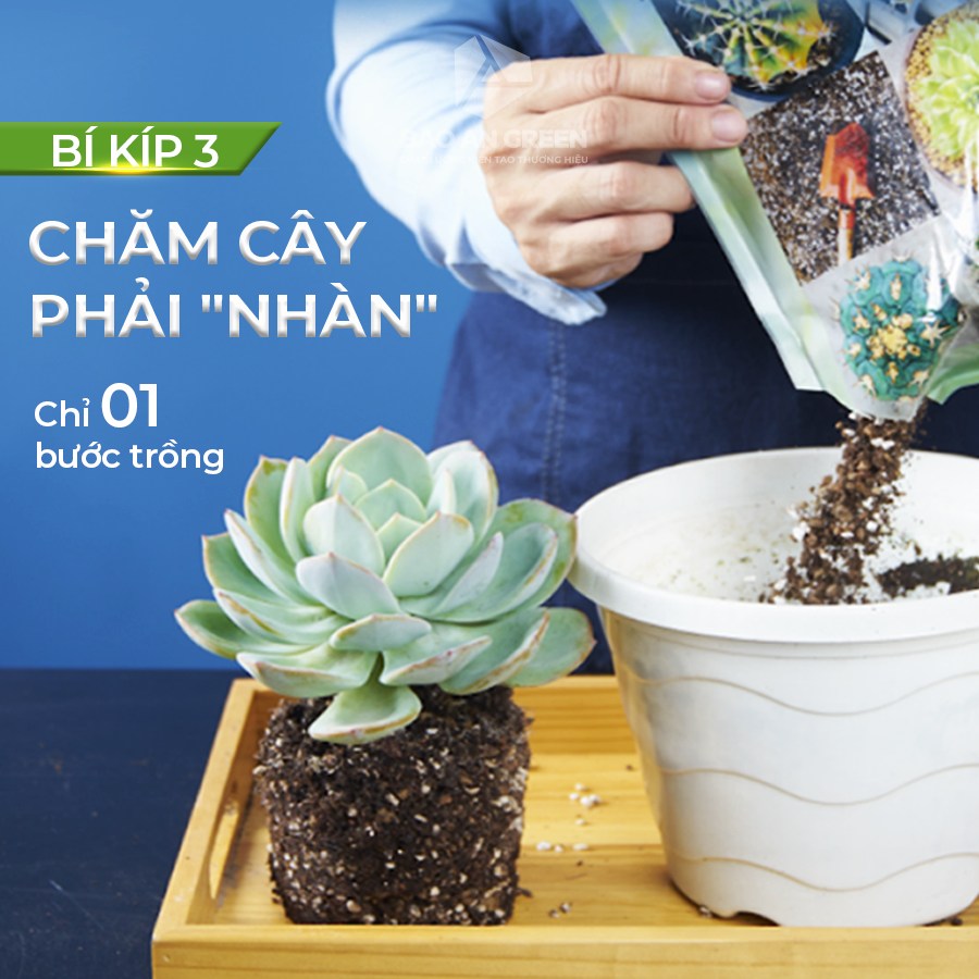 Cho giá thể Soil Mix BA vào chậu 