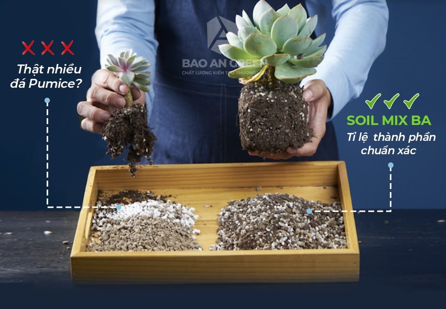 Khi sử dụng giá thể Soil Mix BA giúp cây không gặp tình trạng ngập úng
