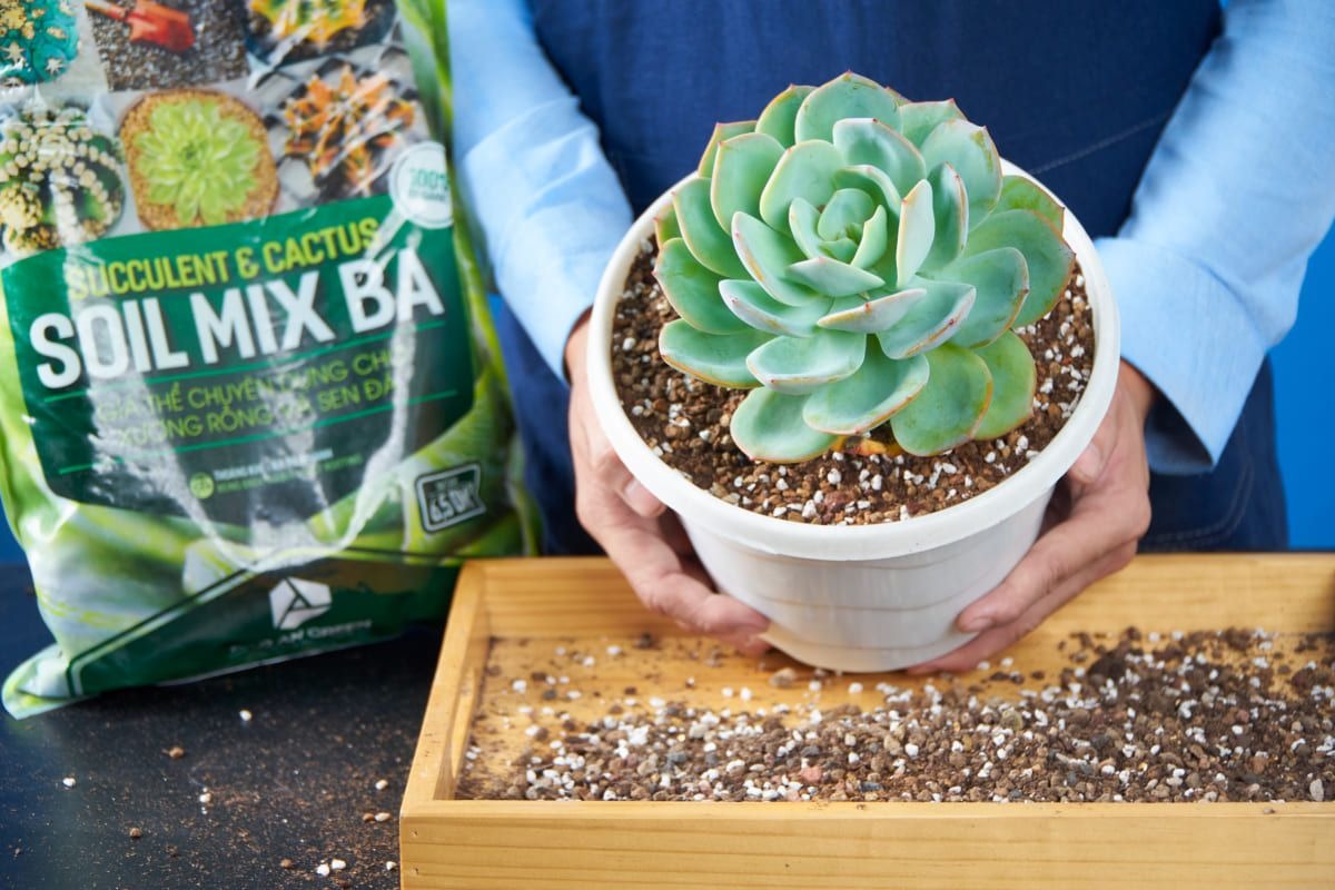 Chậu sen đá sau khi sử dụng giá thể Soil Mix BA