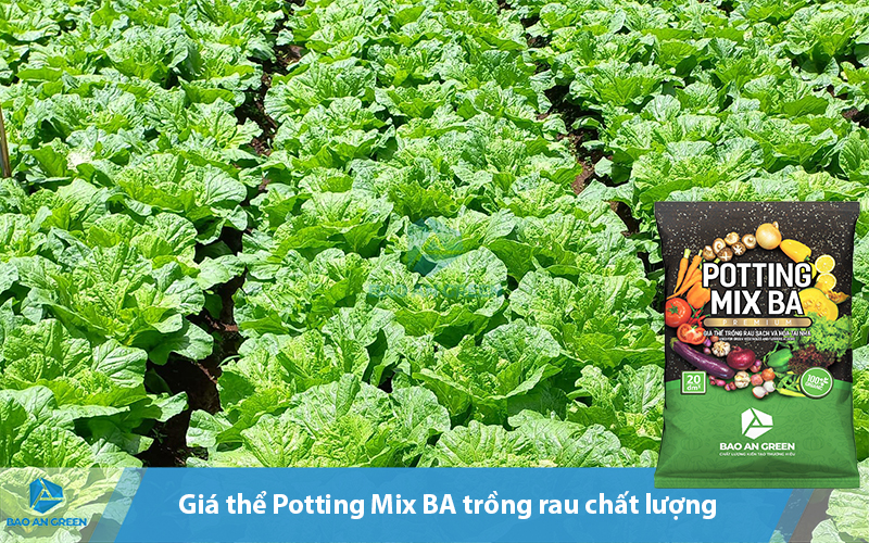 Trồng rau bằng Potting Mix BA mang đến hiệu quả cao.