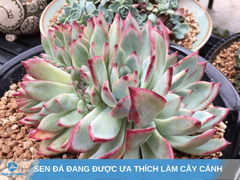 Các loại sen đá ra hoa