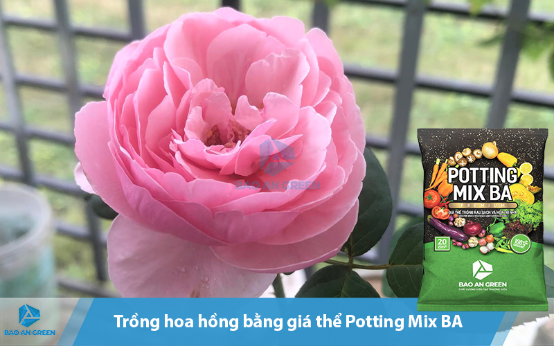 Trồng hoa bằng Potting Mix BA giúp hoa nở to, lên màu đẹp.